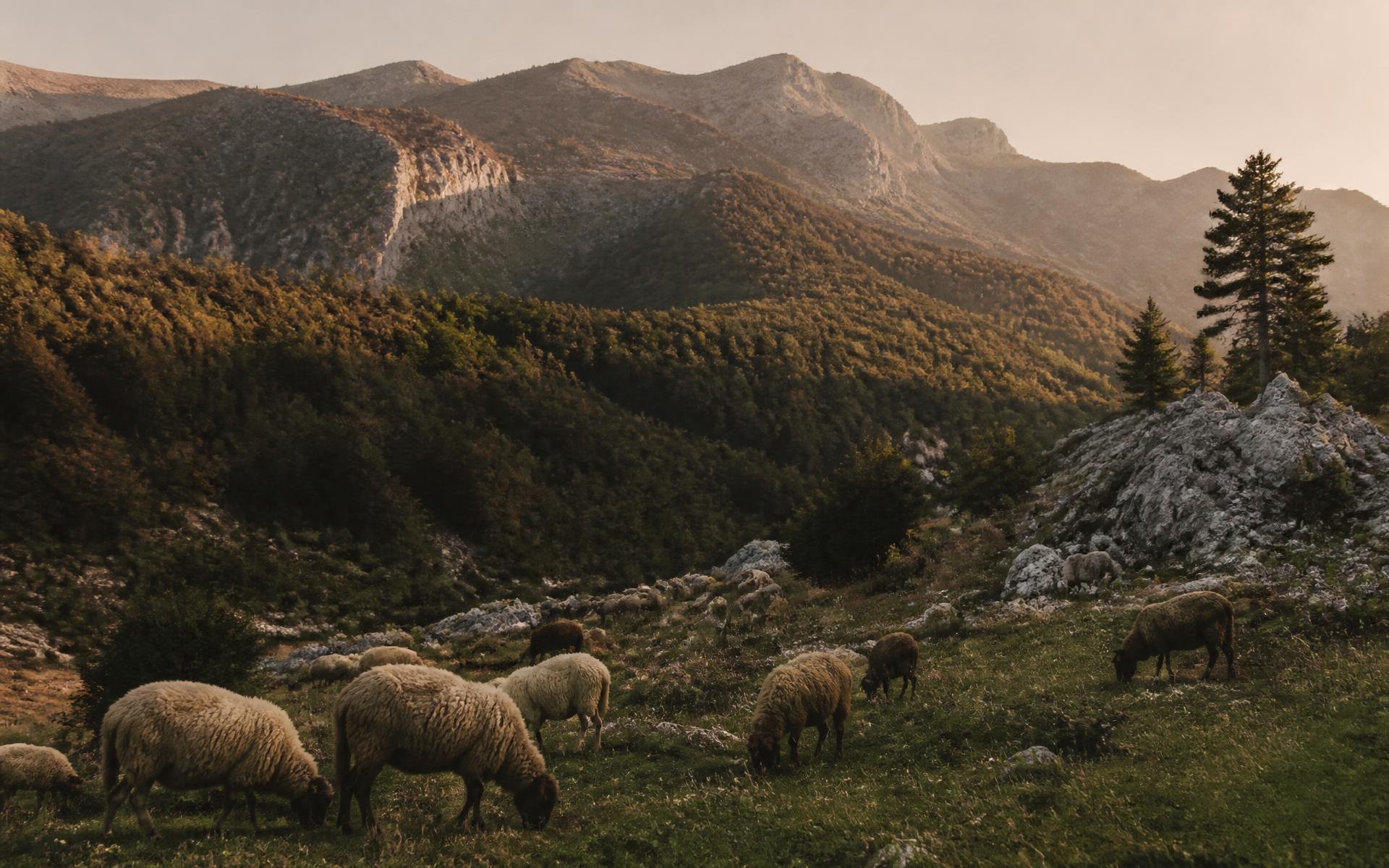 Sheep grazing on a communal pasture below the forested ridges of the Krujë highlands at golden hour